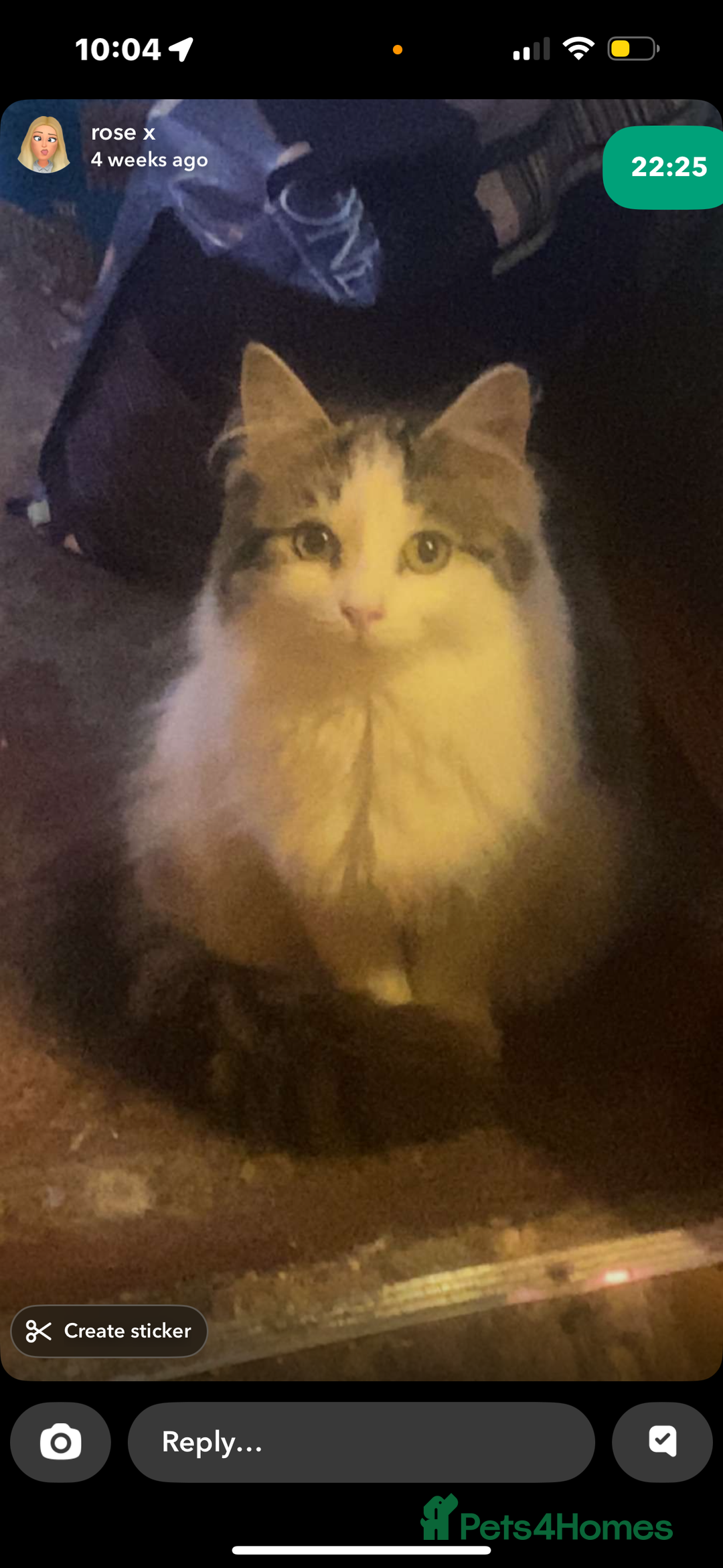 Mixed Breed cats for sale: FOR SALE!! cats and kittens x - Image 4