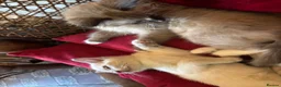 Tonkinese cats for sale: Exquisite Tonkdolls  - Advert 6
