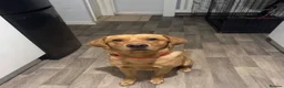 Labrador Retriever dogs for sale: Male fox red Labrador for rehome in Hull - Advert 3