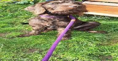 Mixed Breed dogs in Cumnock - Advert 1