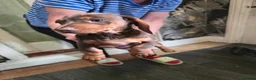 Dachshund dogs for sale: Dchshund miniature - Advert 20