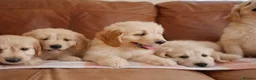 Mini Goldendoodle dogs for sale: Beautiful Health Tested Goldendoodle Puppies - Advert 12