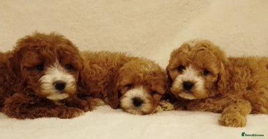 Cavapoo dogs - Advert 12