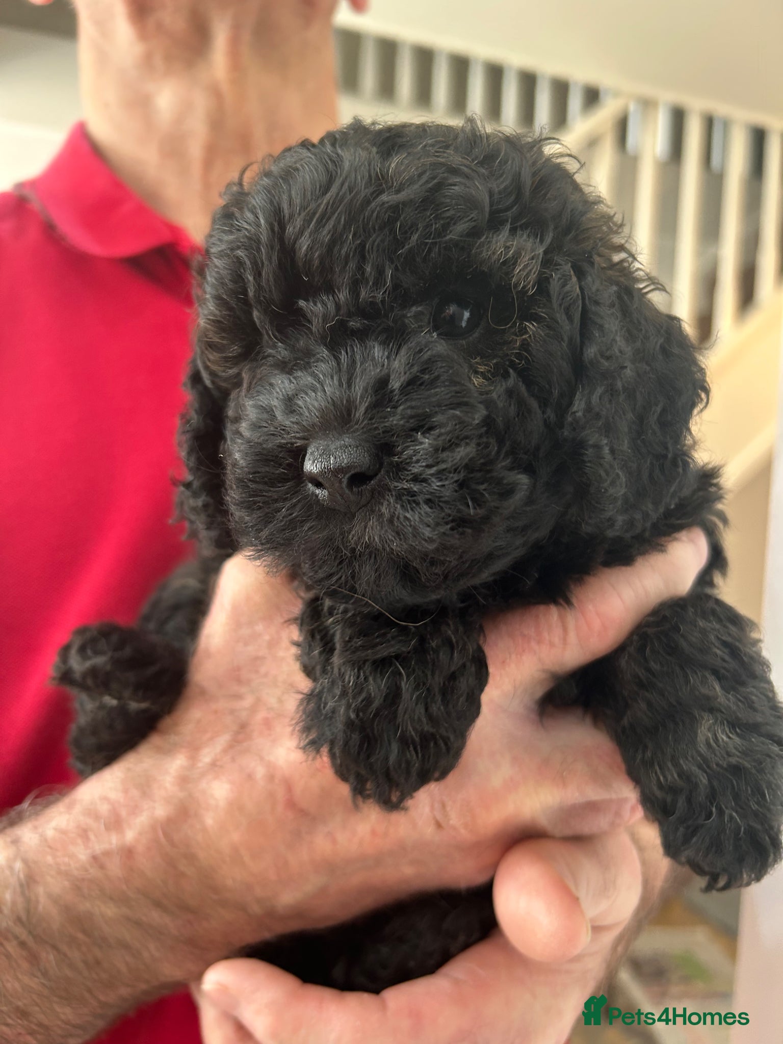 Mini Goldendoodle dogs  Gorgeous GOLDENDOODLES F1b  - Advert 14