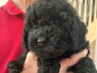 Mini Goldendoodle dogs Gorgeous GOLDENDOODLES F1b - Advert 14