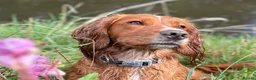 Cocker Spaniel dogs for sale: KC Reg Working Cocker Spaniel Puppies – Ready Soon - Advert 1