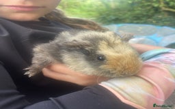 Guinea Pig rodents for sale: Baby Guinea Pigs for Sale - Image 4