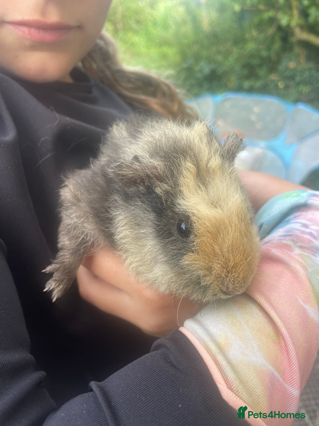 Guinea Pig rodents for sale: Baby Guinea Pigs for Sale - Image 4
