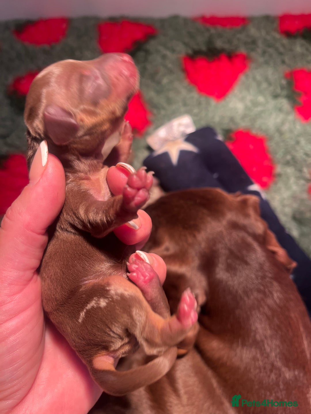 Miniature Dachshund dogs for sale: Isabella dapple KC stunning healthy dachshund  - Image 16