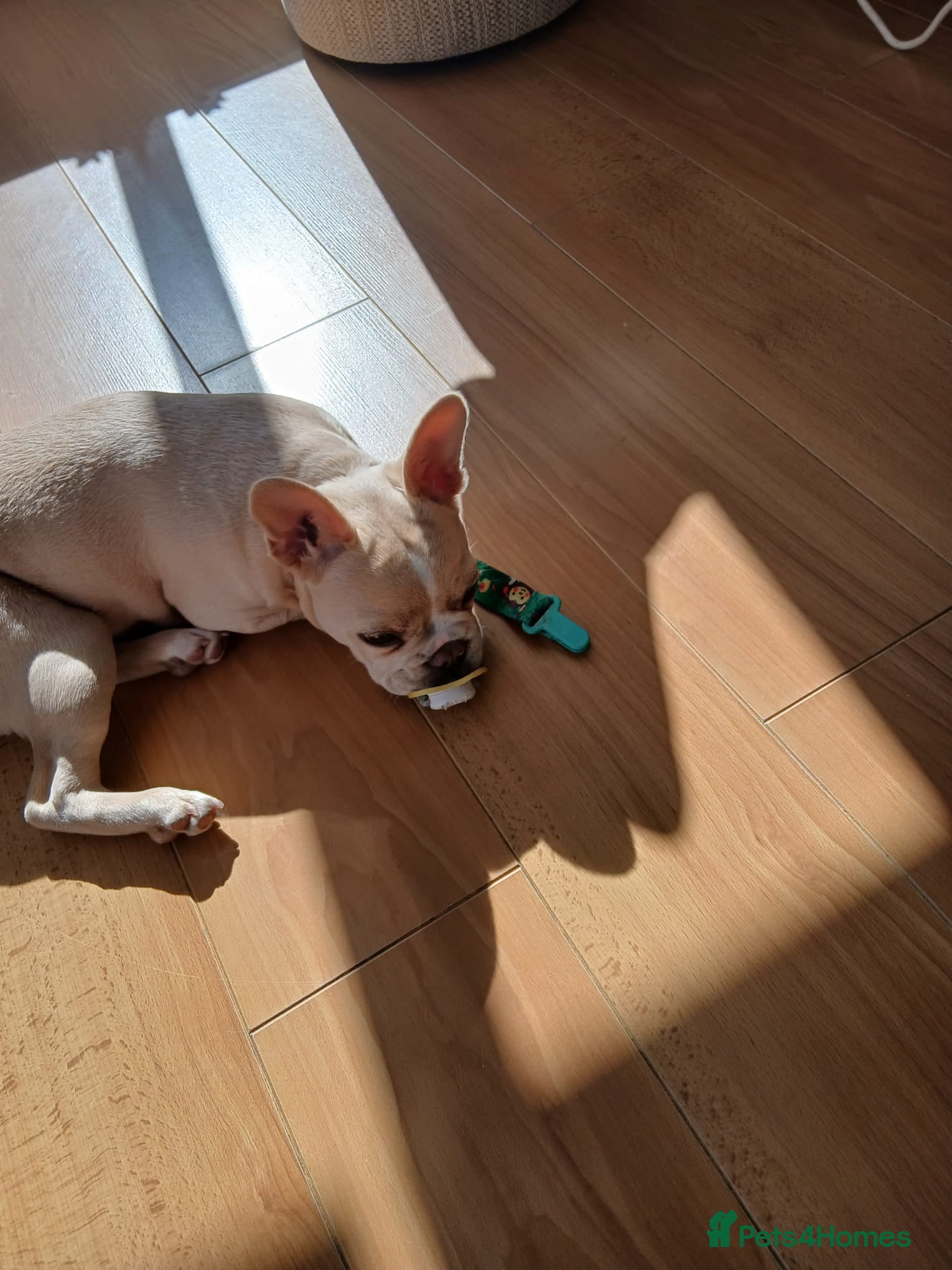 French Bulldog dogs for sale: FRENCH BULLDOG PUPPY - Advert 3