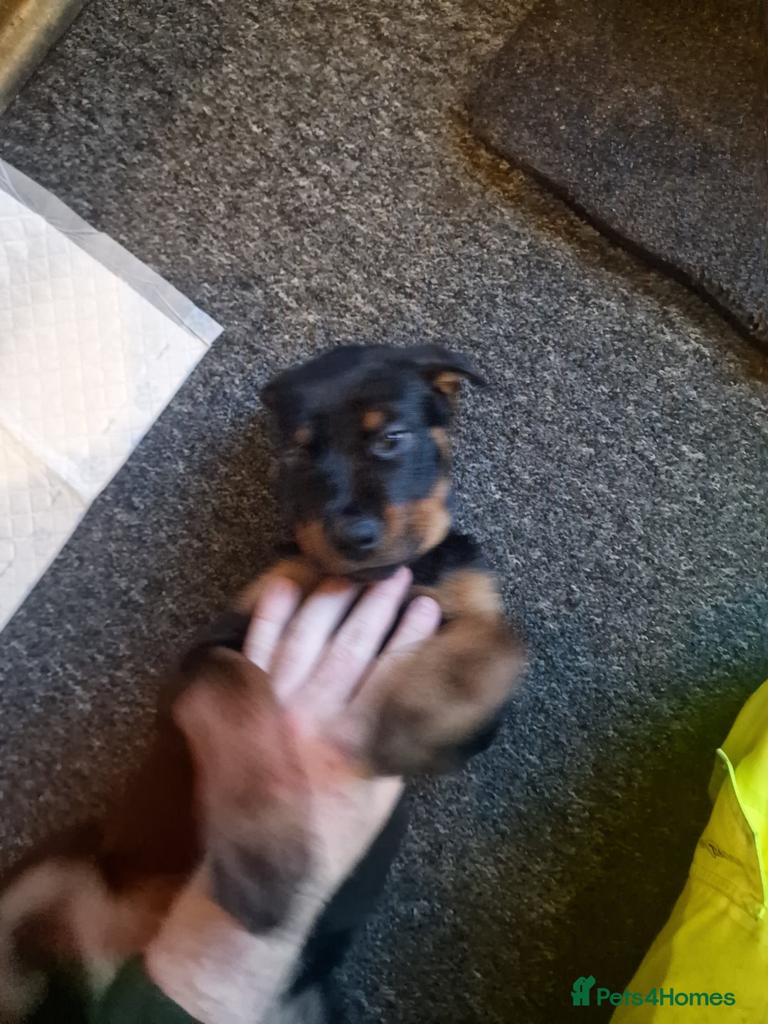 Rottweiler dogs for sale: 10 week old rottweiler female - Advert 3