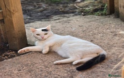 Mixed Breed cats for sale: Loki & Nova - Image 7