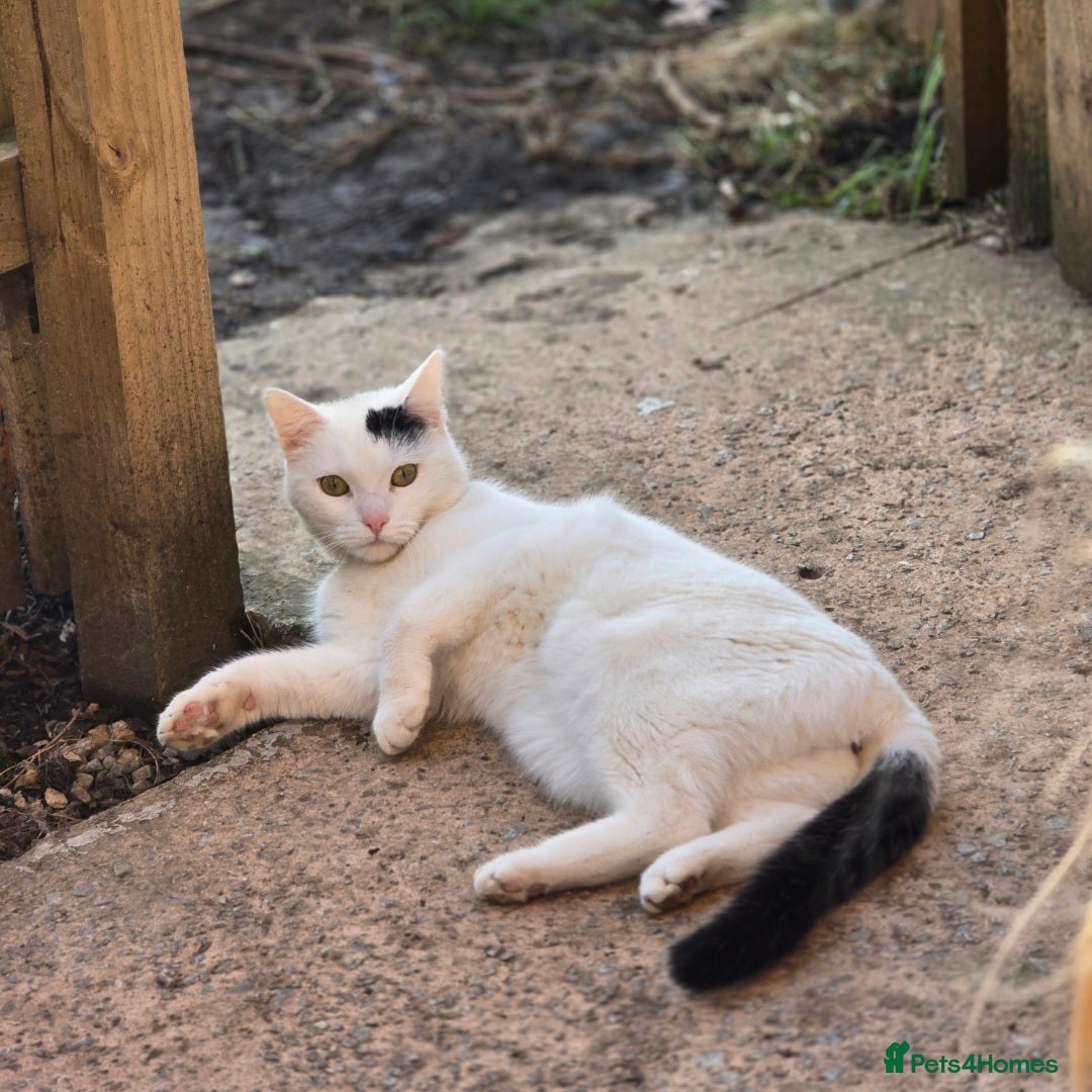 Mixed Breed cats for sale: Loki & Nova - Image 7