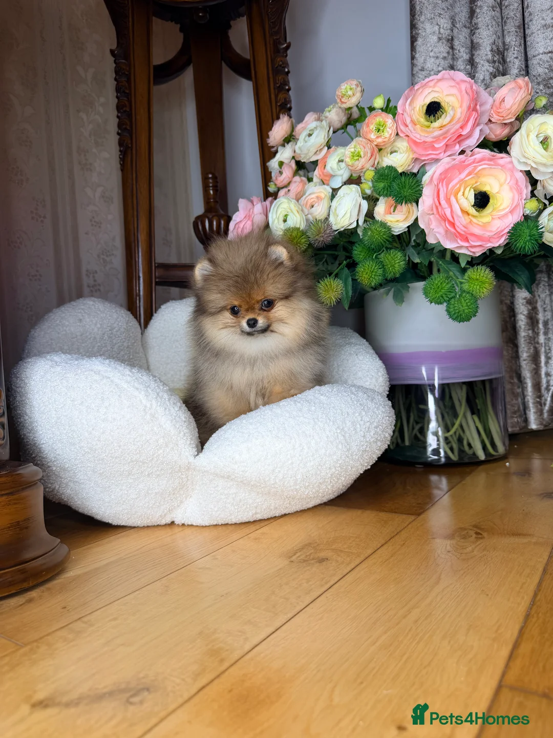 Pomeranian dogs for sale: Orange teddy bear type Pomeranian boy and girl - Advert 5