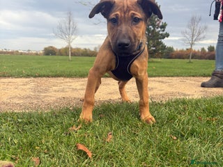 Belgian Shepherd Dog dogs - Advert 1