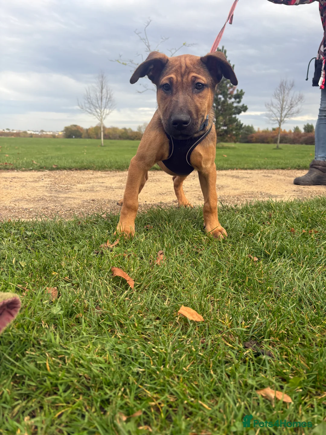 Belgian Shepherd Dog dogs for sale: ENVI 💥 BERRY 2 - Advert 8