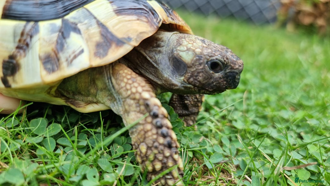 Tortoise reptiles for sale: Testudo Hermanni -tortoise for sale 7 years old - Image 17