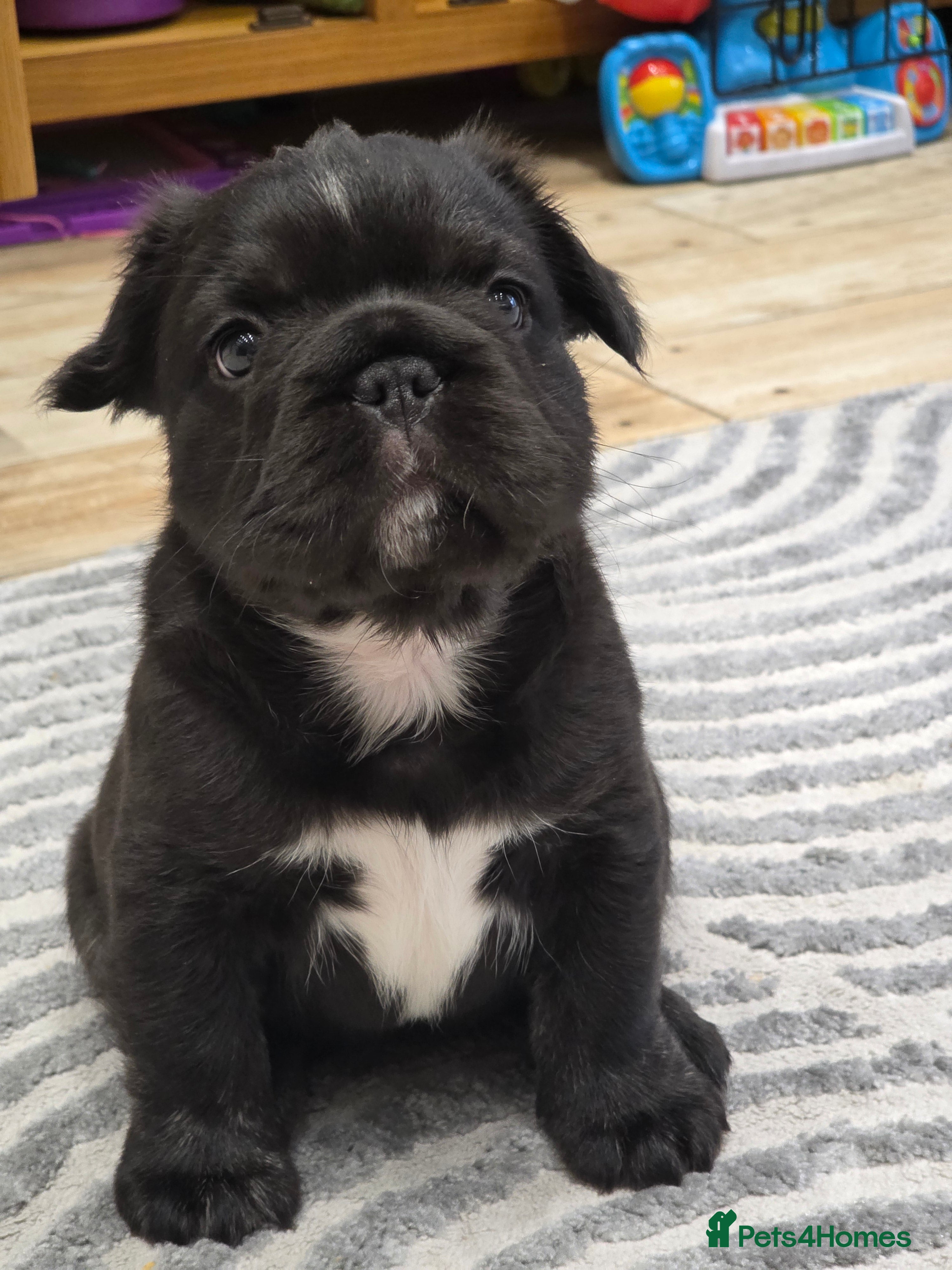 French Bulldog dogs Fluffy French Bulldog with DNA - Advert 4