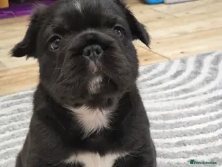 French Bulldog dogs Fluffy French Bulldog with DNA - Advert 4