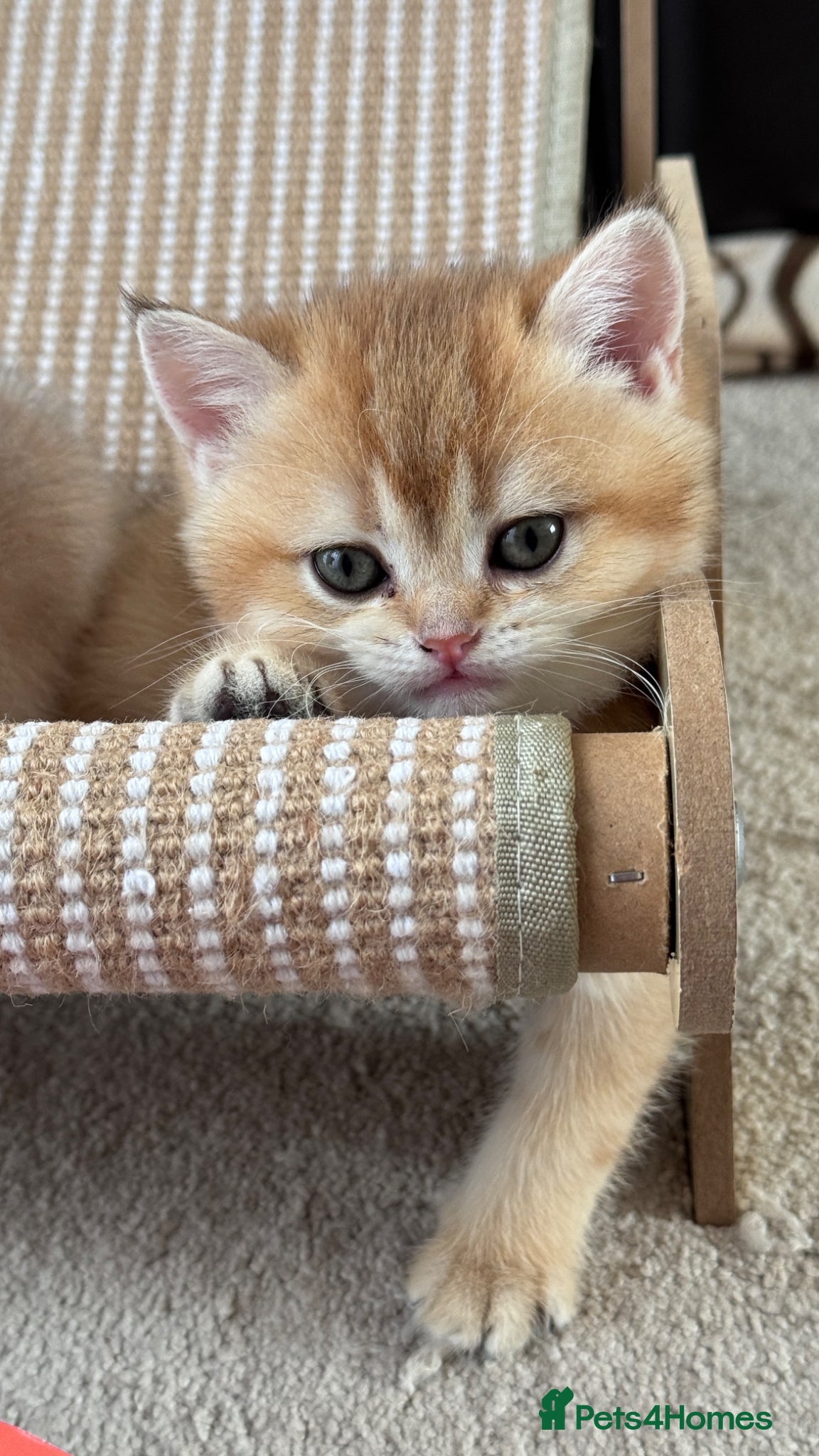 British Shorthair cats for sale: ADORABLE GCCF BSH CHOCOLATE GOLD KITTENS  - Advert 16