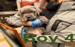 Cane Corso dogs for sale: Stunning Cane Corso Puppies for sale - Image 13