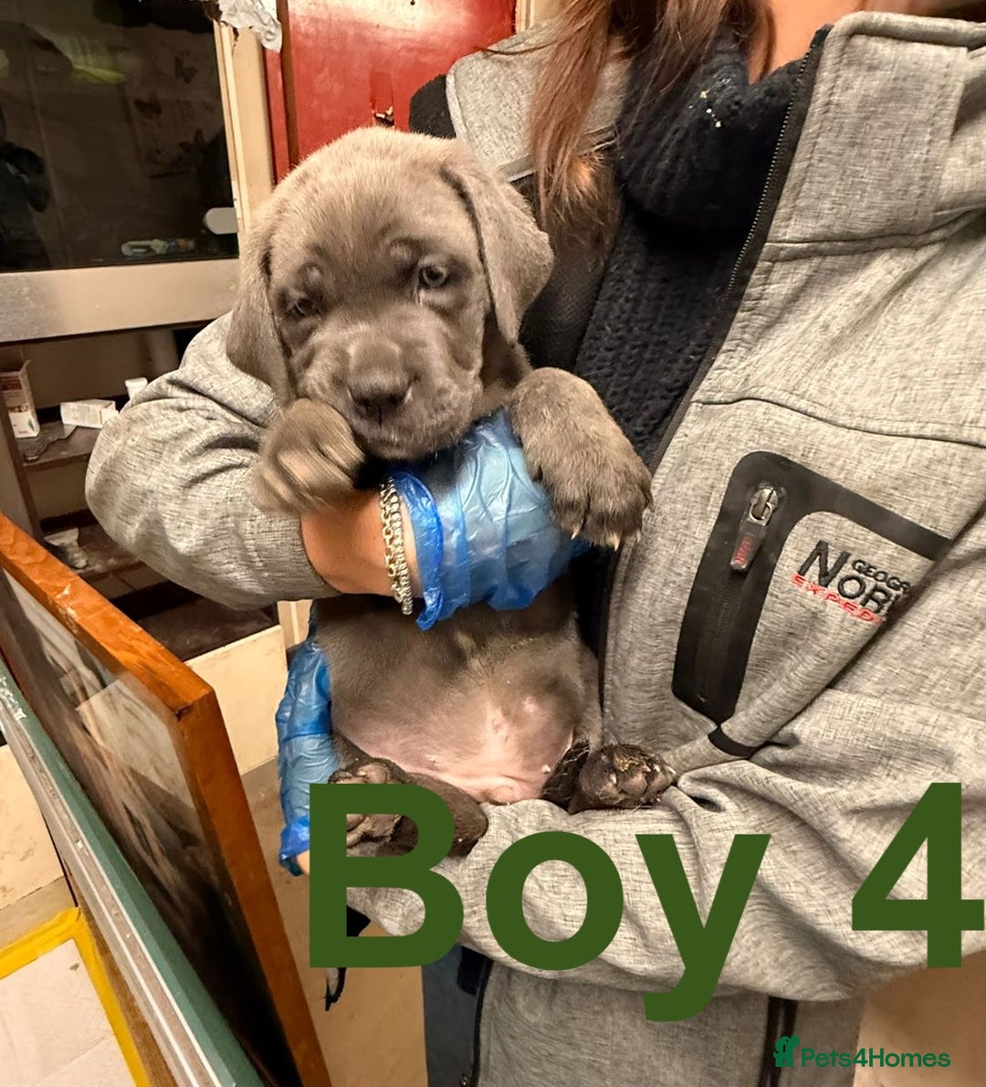 Cane Corso dogs for sale: Stunning Cane Corso Puppies for sale - Image 13