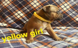 Staffordshire Bull Terrier dogs for sale: Red little one ❤️ - Image 20