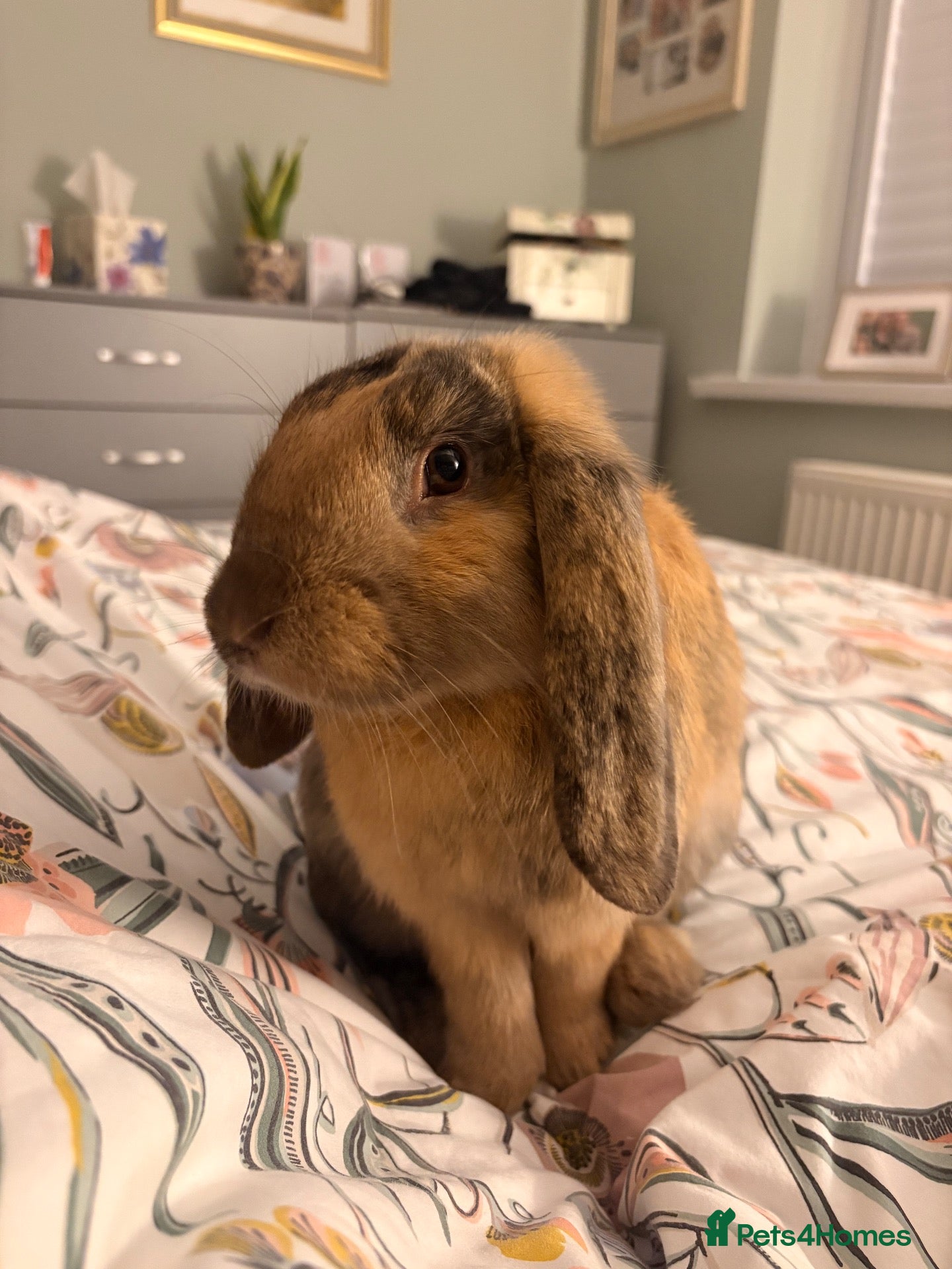 English Lop rabbits for sale: For Sale - Advert 2