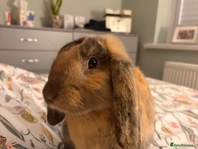 English Lop rabbits for sale: For Sale - Advert 2