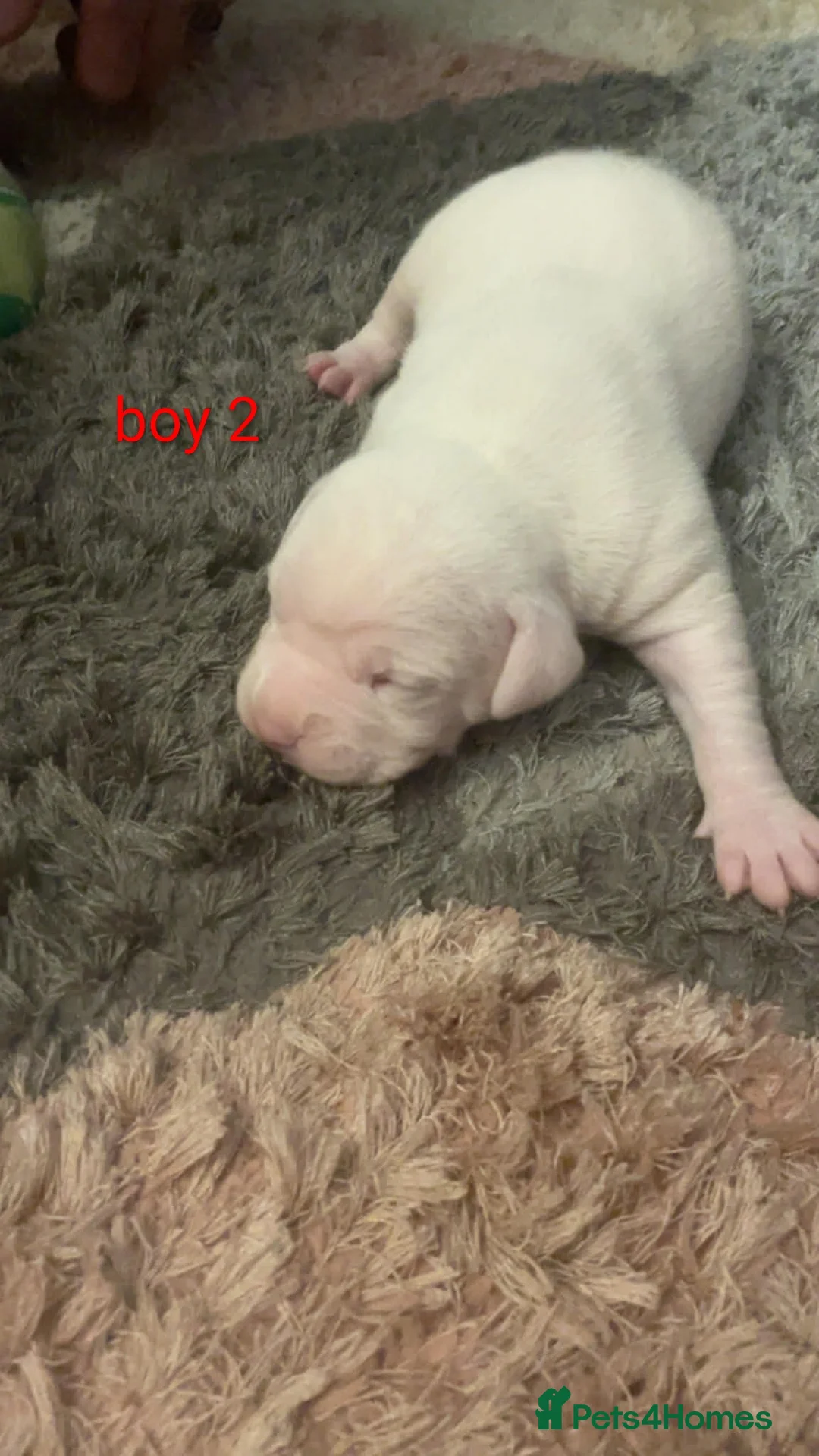 American Bulldog dogs for sale: Stunning American bulldog puppys - Advert 4