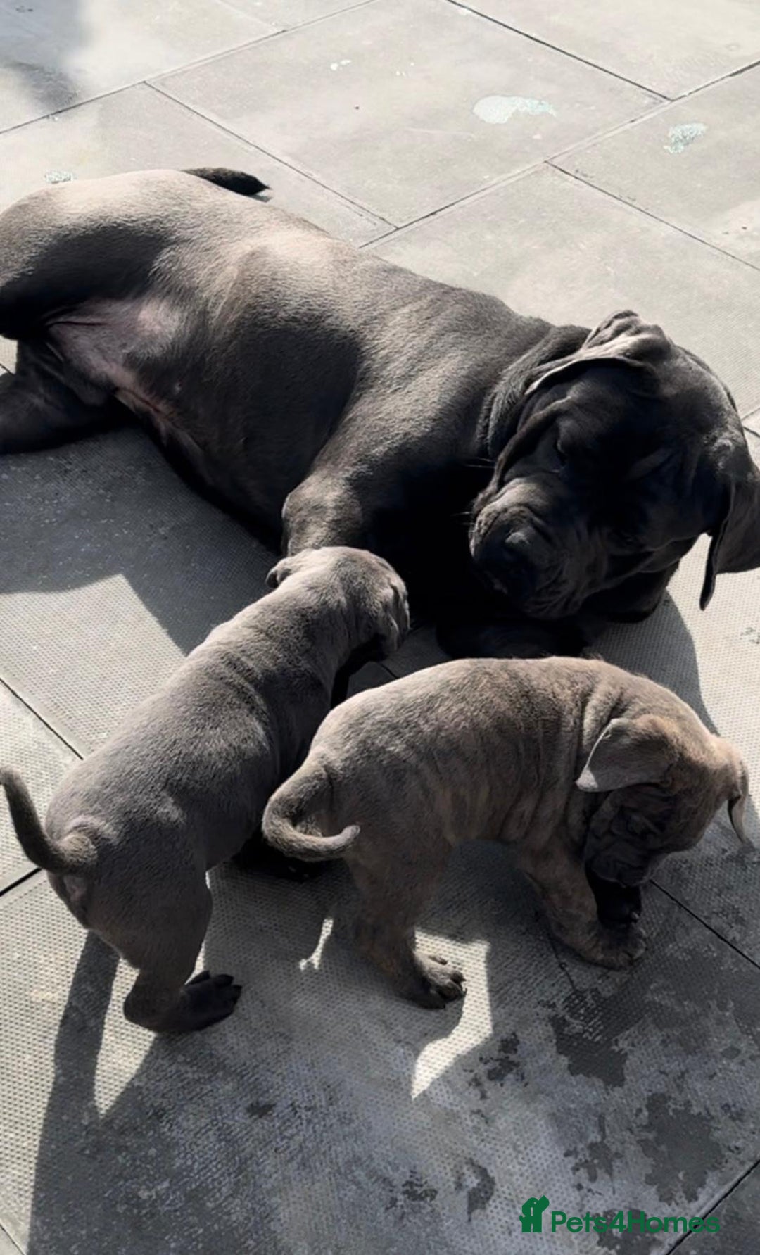 Cane Corso dogs for sale: Champion breed boodline cane corso  - Image 4