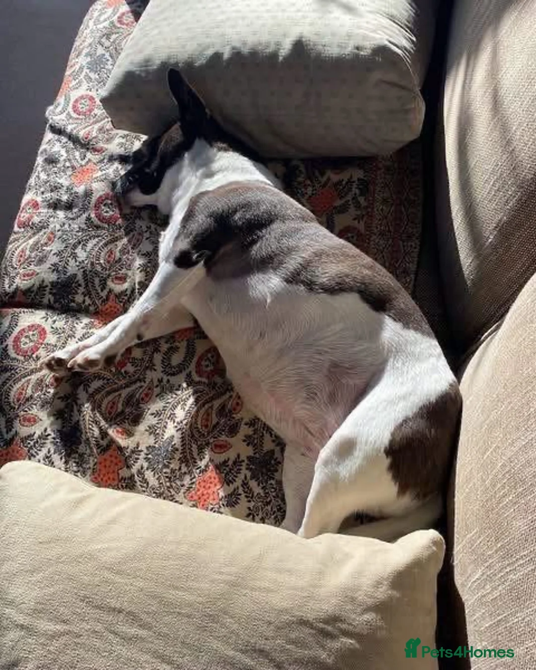 Mixed Breed dogs for adoption: Beautiful Poppy in Cheltenham - Advert 4