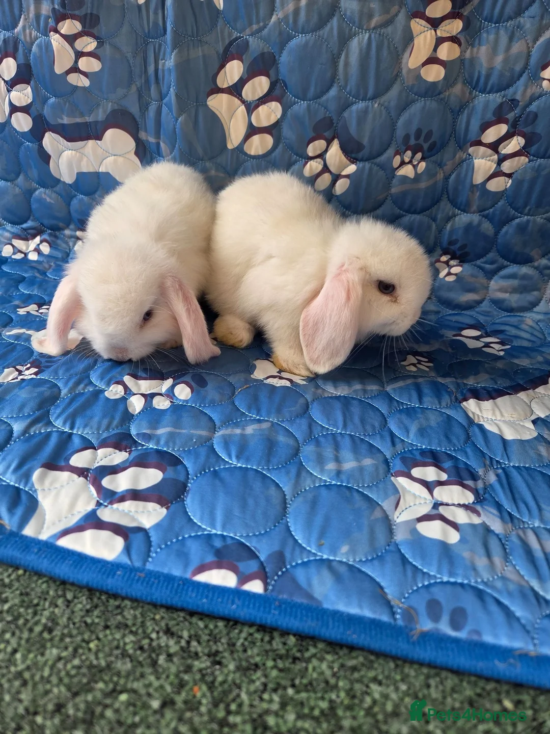 Mini Lop rabbits for sale: Stunning baby mini lops  - Advert 2