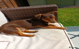 Jack Russell dogs for stud: Chocolate and Tan Jack Russel for Stud - Image 2