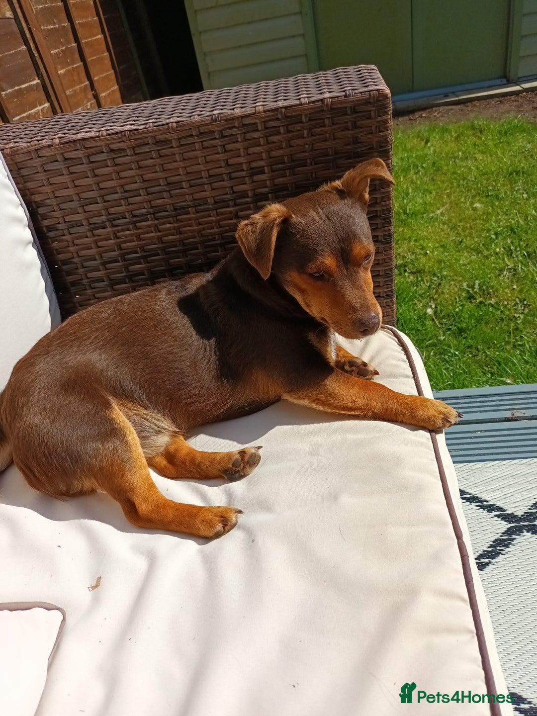 Jack Russell dogs for stud: Chocolate and Tan Jack Russel for Stud - Image 2