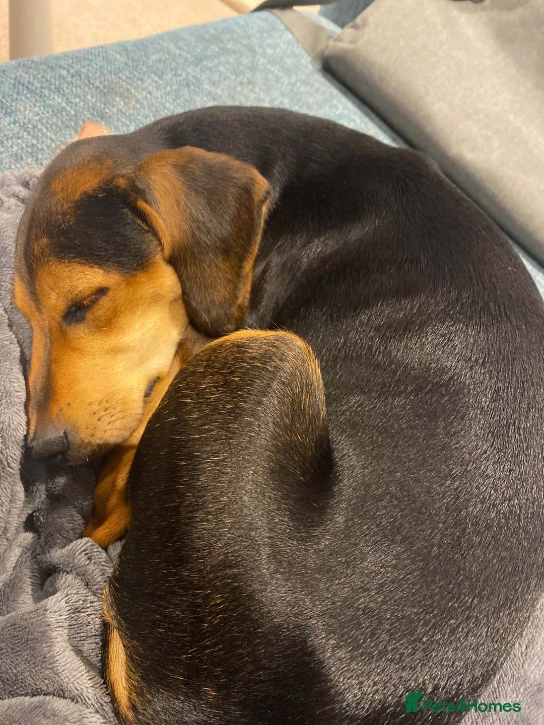 Mixed Breed dogs for sale: Bella  - Advert 7