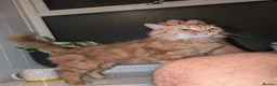 Mixed Breed cats for sale: 2 lovely girls looking for homes ***free*** - Advert 4
