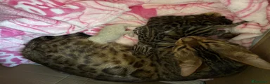 Bengal Kitten 2