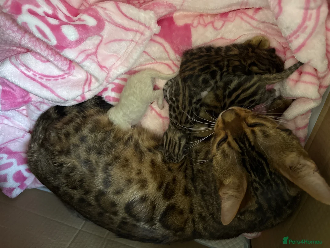 Bengal cats for sale: ✨ Exceptional Pure TICA Reg Bengal Kittens ✨  - Advert 6