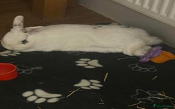 Mini Lion Lop rabbits for sale: Two bonded male bunnies  - Image 6