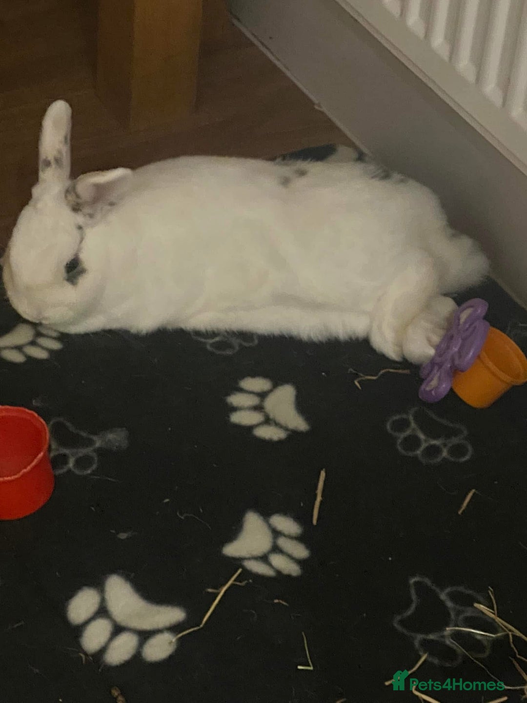Mini Lion Lop rabbits for sale: Two bonded male bunnies  - Image 6