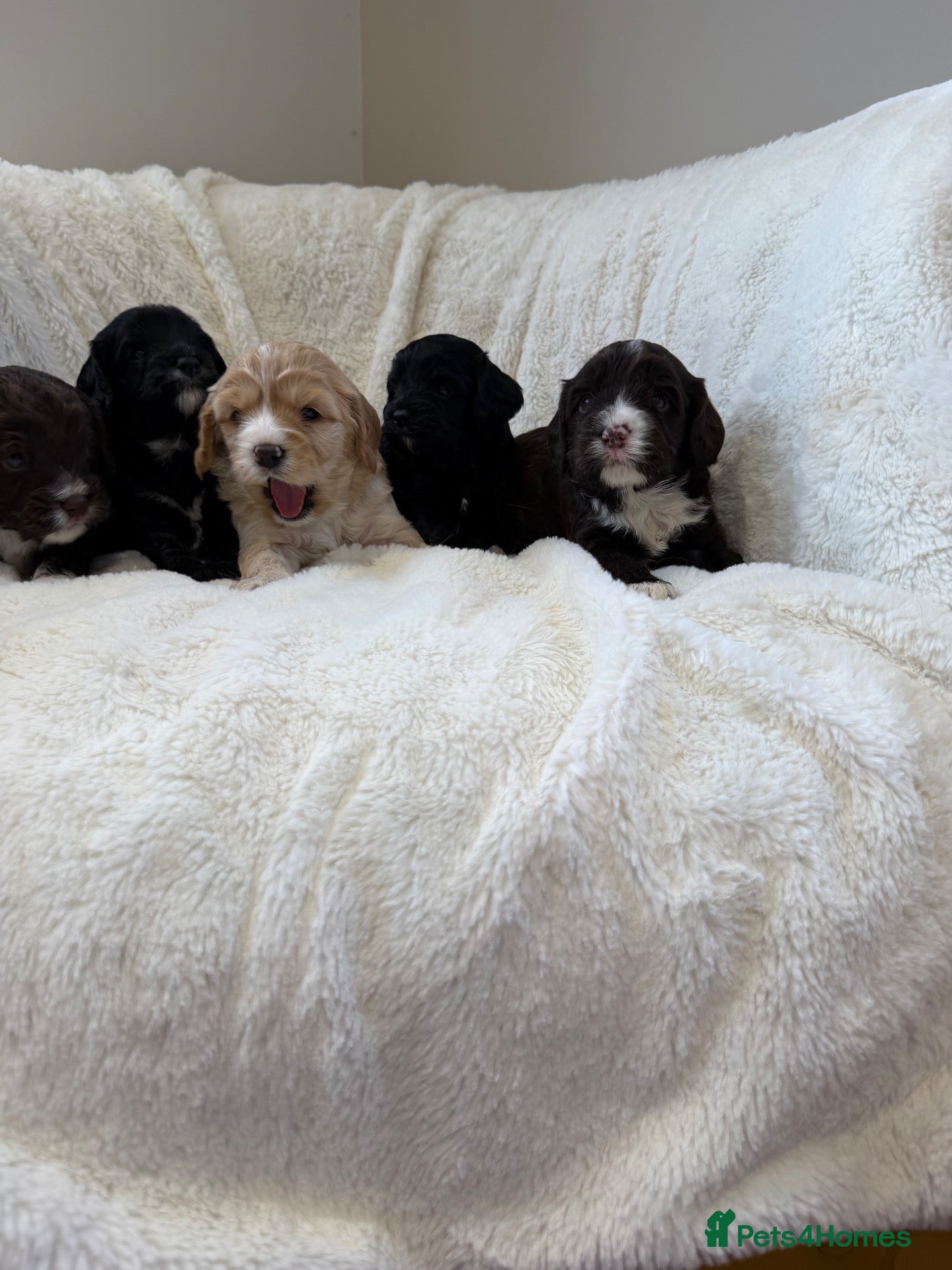 Cavapoo dogs Cavapoo puppies f1  - Advert 12