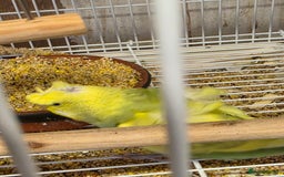 Budgerigars birds for sale: Helicopter Baby Budgies - Image 7