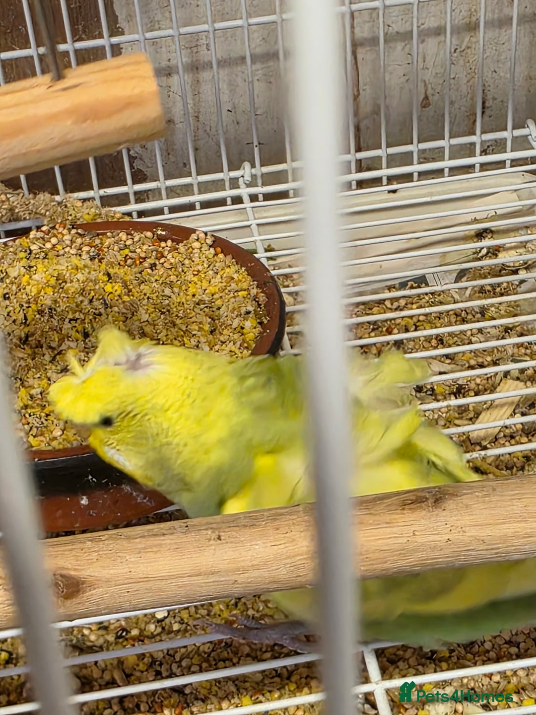 Budgerigars birds for sale: Helicopter Baby Budgies - Image 7
