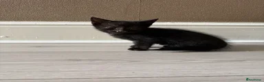 Mixed Breed 3