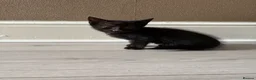 Mixed Breed cats for sale: 3 beautiful baby kittens for sale  - Advert 2