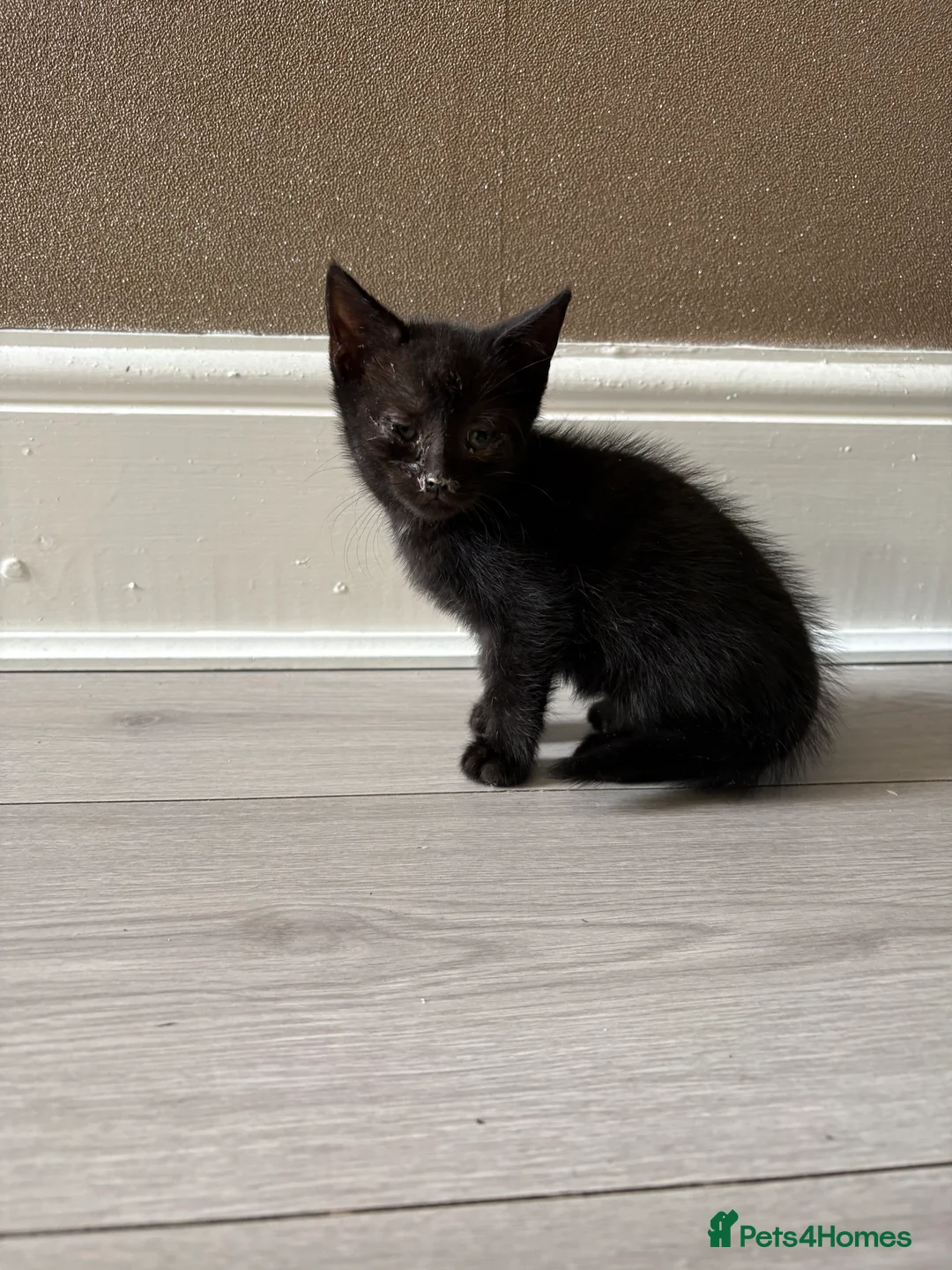 Mixed Breed cats for sale: 3 beautiful baby kittens for sale  - Advert 2