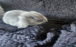 Mini Lop rabbits for sale: Baby blue male bunny - Image 3