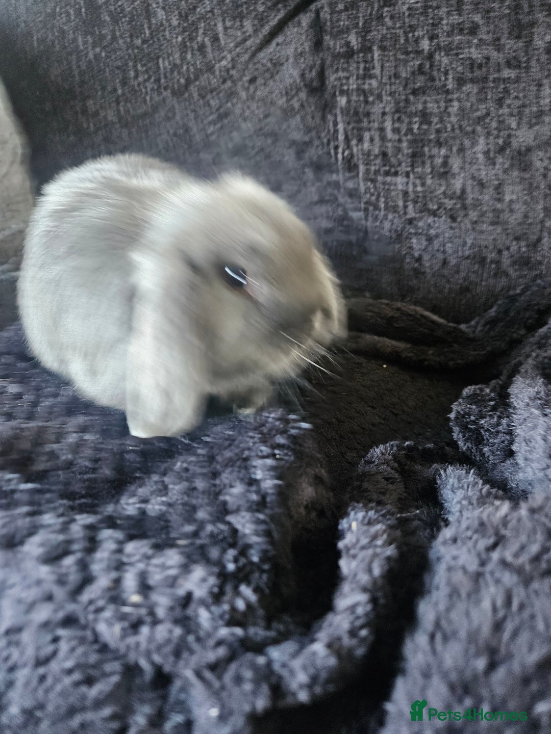 Mini Lop rabbits for sale: Baby blue male bunny - Image 3