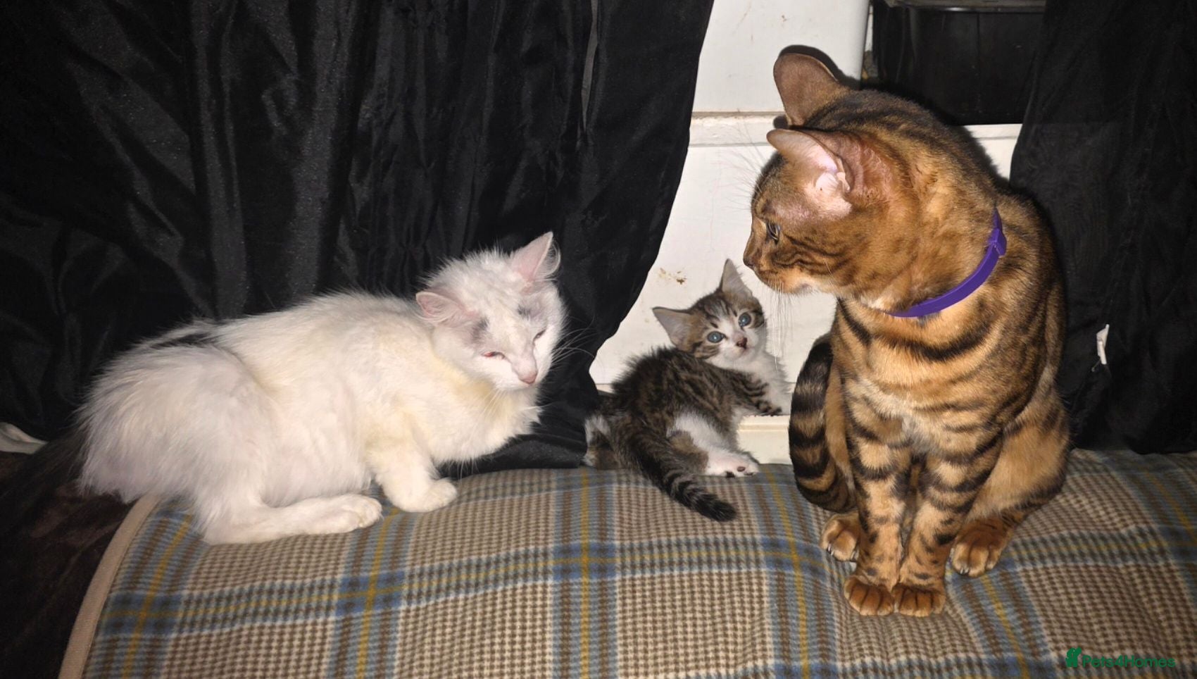 Mixed Breed cats Bengal female kitten - Advert 1